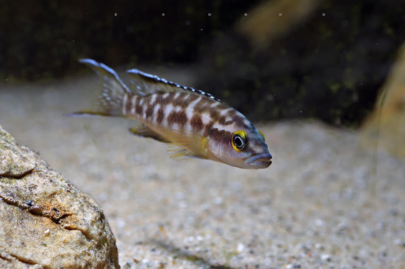 Neolamprologus buescheri 'Isanga Bay'